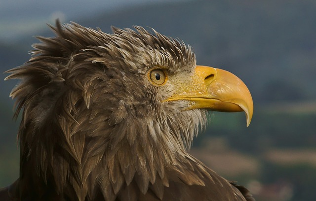 O αετός με τα χρυσά φτερά